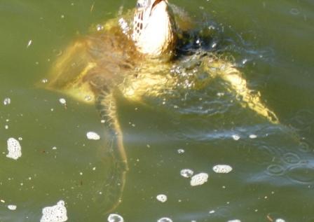 Turtle Hilo Bay